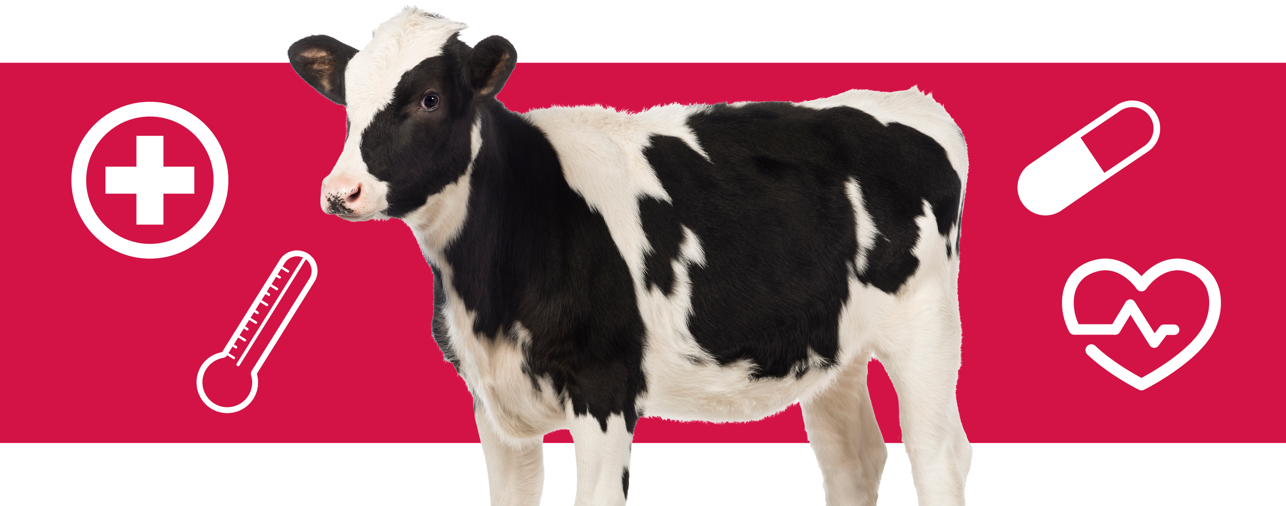Beef Cattle Management Practices Worksheet - Worksheet List